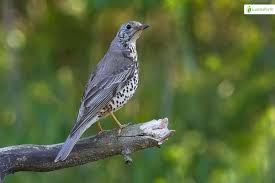 Attēlu rezultāti vaicājumam “Turdus viscivorus”