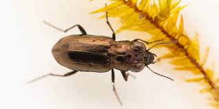 Attēlu rezultāti vaicājumam “Notiophilus biguttatus”