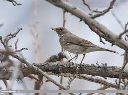 Image result for Turdus ruficollis