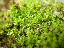 Attēlu rezultāti vaicājumam “Dicranella staphylina cells”