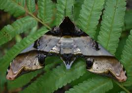 Attēlu rezultāti vaicājumam “Blepharidopterus angulatus imago”