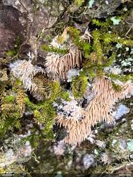 Attēlu rezultāti vaicājumam “Hydnocristella himantia”