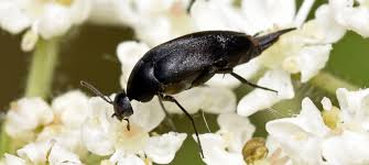 Attēlu rezultāti vaicājumam “Mordellidae”