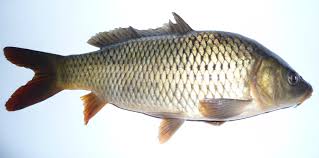 Image result for Carpiodes cyprinus