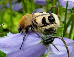Attēlu rezultāti vaicājumam “Trichius fasciatus”