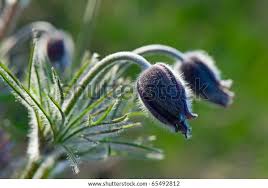 Attēlu rezultāti vaicājumam “Pulsatilla pratensis bud”