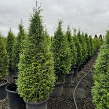 Attēlu rezultāti vaicājumam “Thuja plicata”