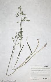 Attēlu rezultāti vaicājumam “Poa humilis”