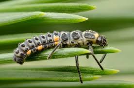 Attēlu rezultāti vaicājumam “Myzia oblongoguttata”