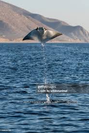 Image result for Mobula munkiana