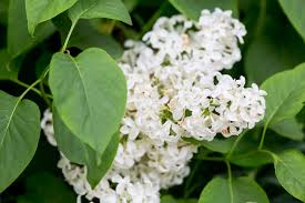 Attēlu rezultāti vaicājumam “Syringa vulgaris fruit”