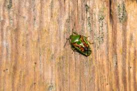 Attēlu rezultāti vaicājumam “Chlorochroa juniperina”