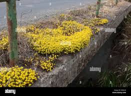 Image result for Mauerpfeffer