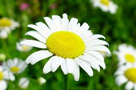 Image result for Leucanthemum vulgare