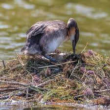 Attēlu rezultāti vaicājumam “Podiceps cristatus nest”