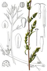Attēlu rezultāti vaicājumam “Artemisia campestris bud”