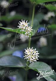 Attēlu rezultāti vaicājumam “Vincetoxicum hirundinaria flower”