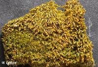 Attēlu rezultāti vaicājumam “Didymodon tophaceus”