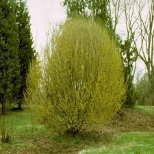 Attēlu rezultāti vaicājumam “Cornus mas”