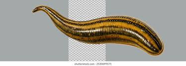 Attēlu rezultāti vaicājumam “Hirudinea”