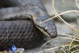 Attēlu rezultāti vaicājumam “Coronella austriaca adult”