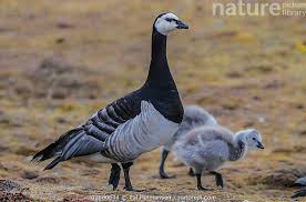 Attēlu rezultāti vaicājumam “Branta leucopsis”