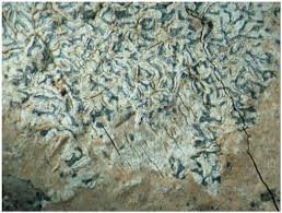 Attēlu rezultāti vaicājumam “Opegrapha rufescens”