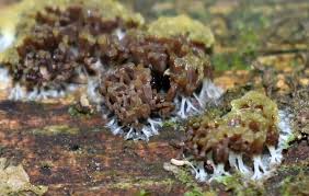 Attēlu rezultāti vaicājumam “Heterotrichia obvelata (syn. Arcyria obvelata) spores”