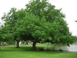 Attēlu rezultāti vaicājumam “Pterocarya fraxinifolia”