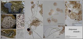 Attēlu rezultāti vaicājumam “Didymium serpula”