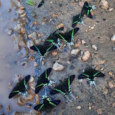 Attēlu rezultāti vaicājumam “Mollisia uda”