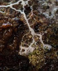 Attēlu rezultāti vaicājumam “Cribraria macrocarpa young”