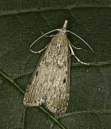 Attēlu rezultāti vaicājumam “Aphomia sociella male”