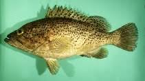 Image result for Epinephelus andersoni