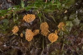 Attēlu rezultāti vaicājumam “Trichia scabra spores”