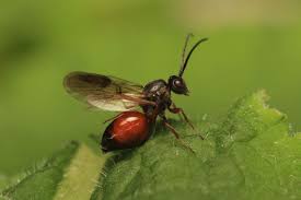 Attēlu rezultāti vaicājumam “Diplolepis rosae”