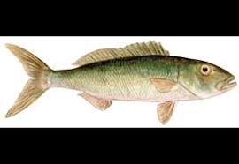 Image result for Aprion virescens