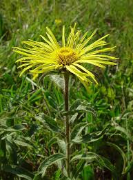 Image result for Inula hirta