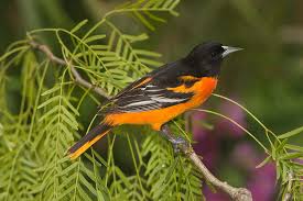 Image result for Icterus galbula