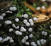 Attēlu rezultāti vaicājumam “Badhamia lilacina”