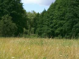 Attēlu rezultāti vaicājumam “Cnidium dubium”