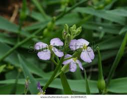 Attēlu rezultāti vaicājumam “Raphanus sativus flower”