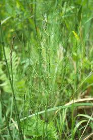 Attēlu rezultāti vaicājumam “Equisetum palustre”