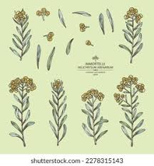 Attēlu rezultāti vaicājumam “Helichrysum arenarium leaf”