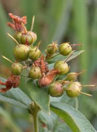 Attēlu rezultāti vaicājumam “Lysimachia thyrsiflora bud”