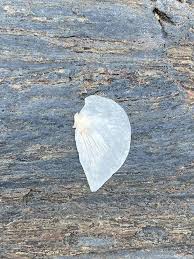 Attēlu rezultāti vaicājumam “Schistidium apocarpum stalked”