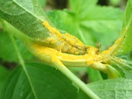 Attēlu rezultāti vaicājumam “Melampsora populnea”