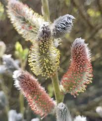 Attēlu rezultāti vaicājumam “Salix myrsinifolia male flower”