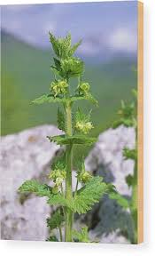 Attēlu rezultāti vaicājumam “Scrophularia umbrosa”