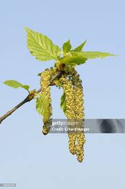 Attēlu rezultāti vaicājumam “Betula pendula flower”